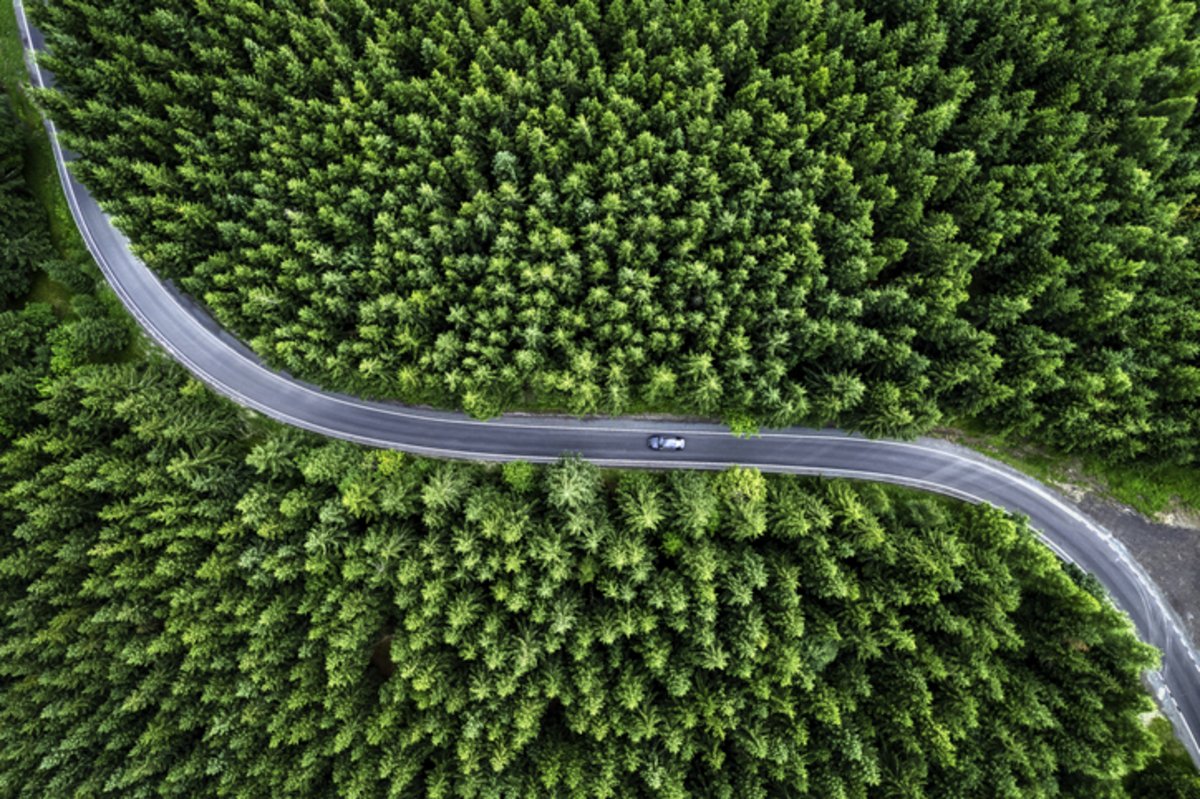 forrest view with a street through it